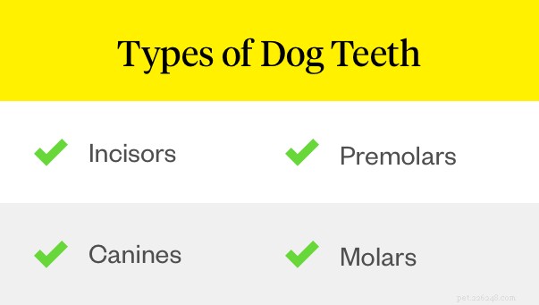 Dog Teeth 101: Understanding Adult Dog Dental Structure & Care