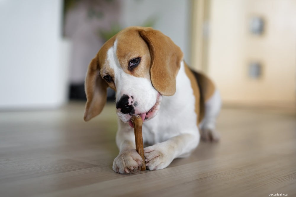 Dog Teeth 101: Understanding Adult Dog Dental Structure & Care