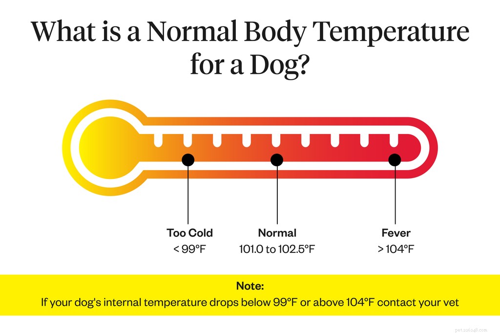 Do Dogs Get Fevers? Spot 5 Early Symptoms for Better Care