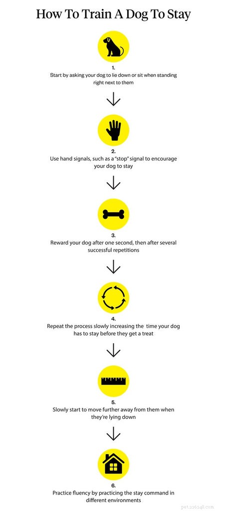 Master the  Stay  Command: Proven Steps for Calm & Controlled Dogs