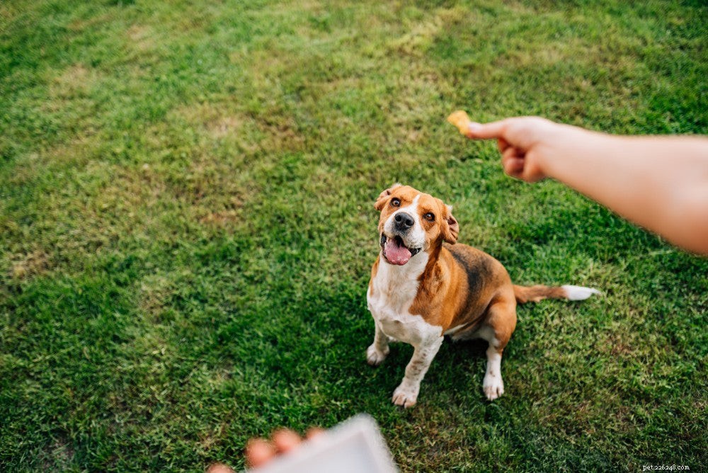 Master the  Stay  Command: Proven Steps for Calm & Controlled Dogs