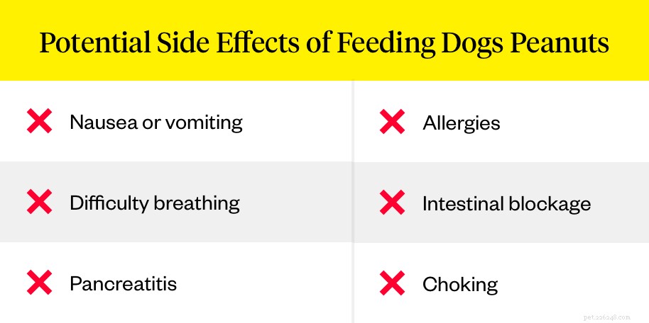 Peanuts for Dogs: Safe, Healthy Treats with Proper Prep and Feeding Rules