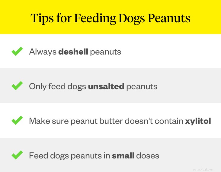 Peanuts for Dogs: Safe, Healthy Treats with Proper Prep and Feeding Rules