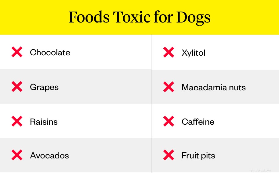Peanuts for Dogs: Safe, Healthy Treats with Proper Prep and Feeding Rules
