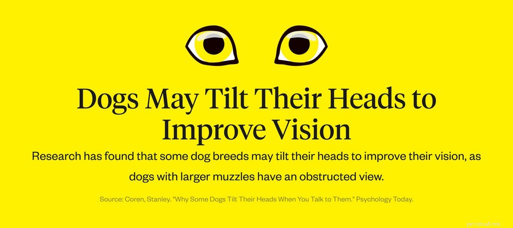 The Science Behind Dogs  Head Tilts: What It Reveals About Their Hearing and Emotions