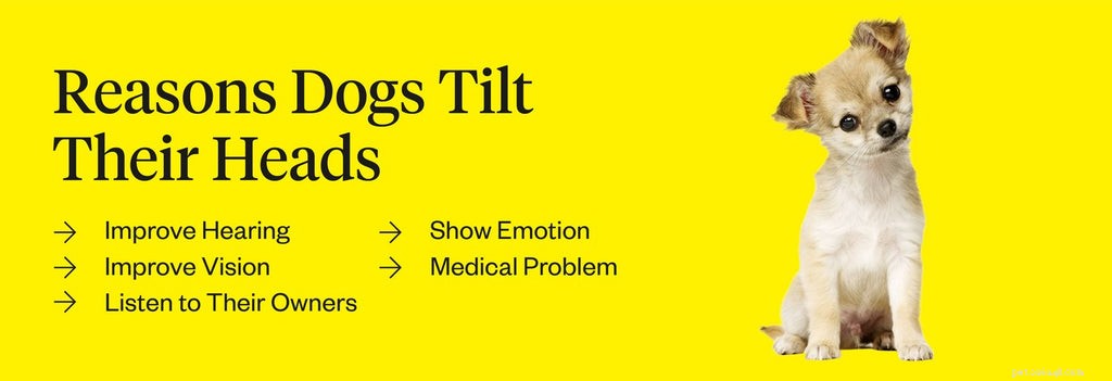 The Science Behind Dogs  Head Tilts: What It Reveals About Their Hearing and Emotions