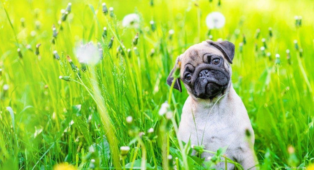 The Science Behind Dogs  Head Tilts: What It Reveals About Their Hearing and Emotions