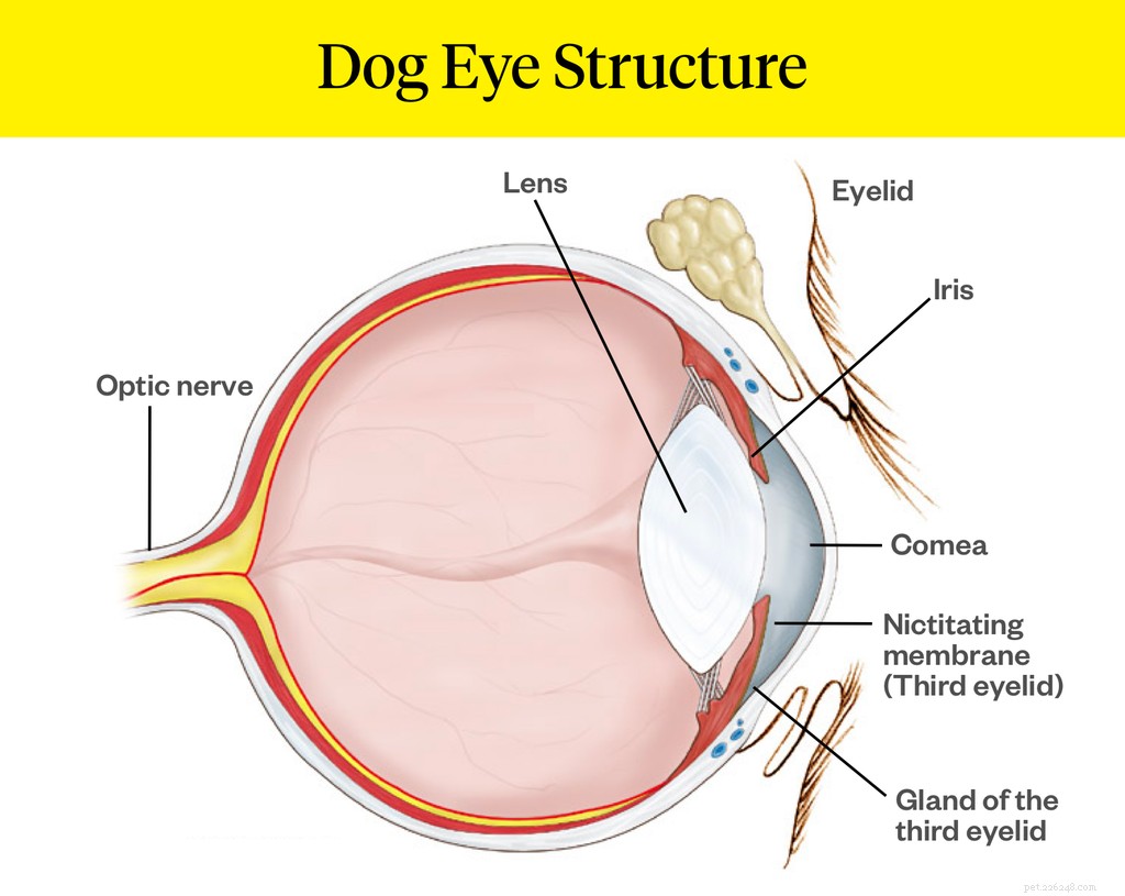 What Is Cherry Eye in Dogs? Symptoms, Causes, and Treatment Guide