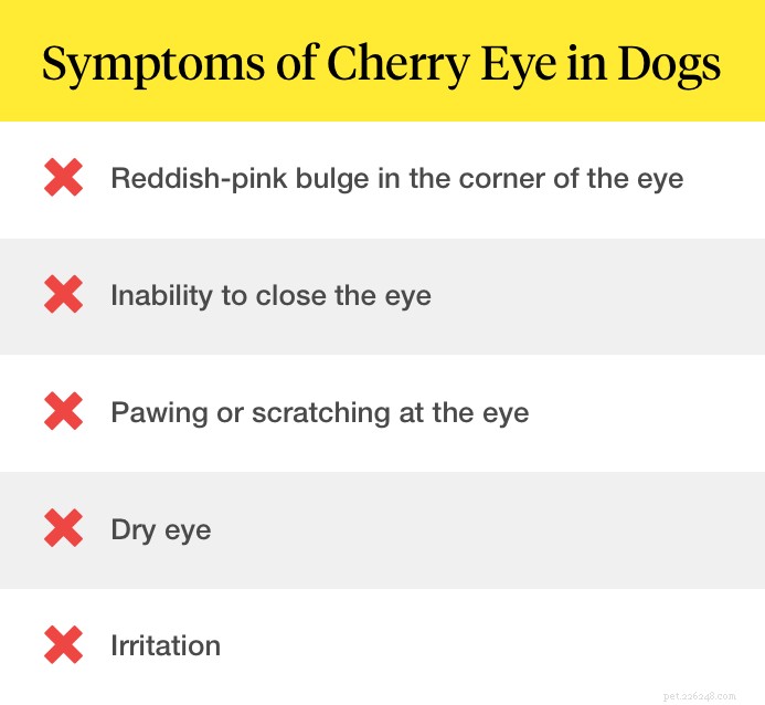 What Is Cherry Eye in Dogs? Symptoms, Causes, and Treatment Guide
