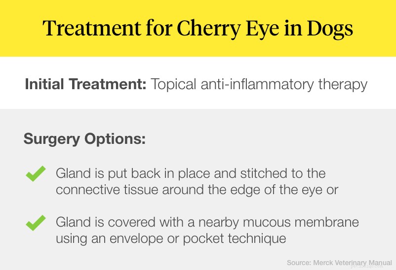 What Is Cherry Eye in Dogs? Symptoms, Causes, and Treatment Guide