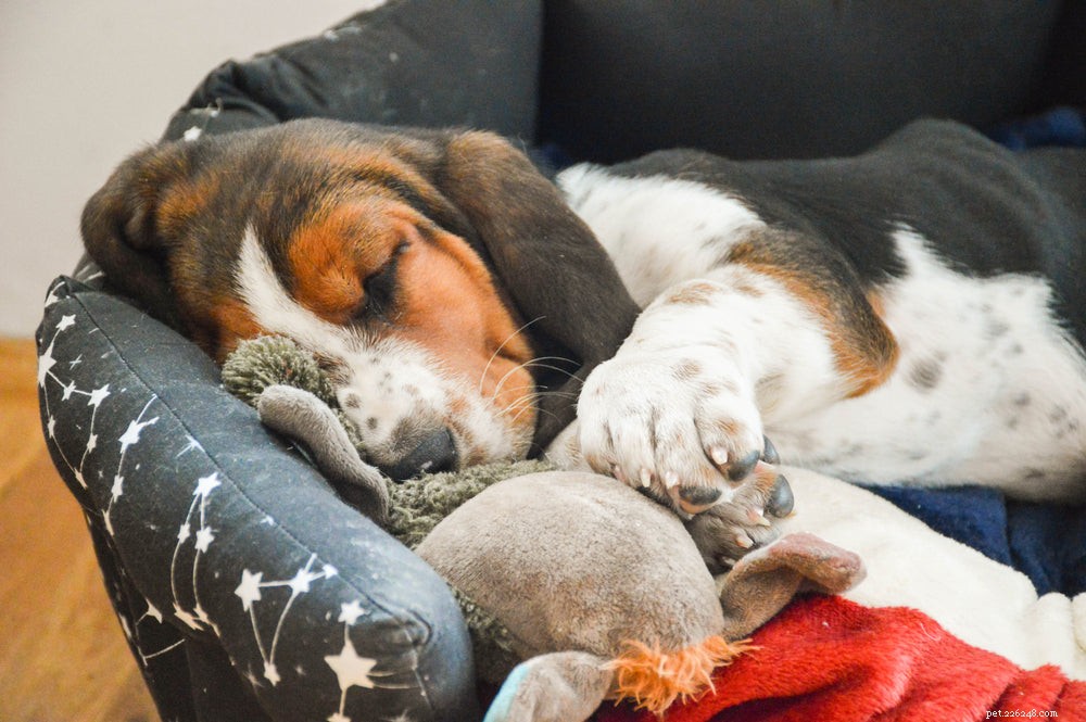 Create a Calming Sanctuary for Your Dog: A Step‑by‑Step Guide