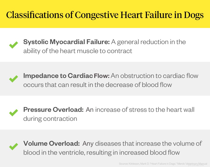 Understanding Congestive Heart Failure in Dogs: Causes, Symptoms, and Treatment