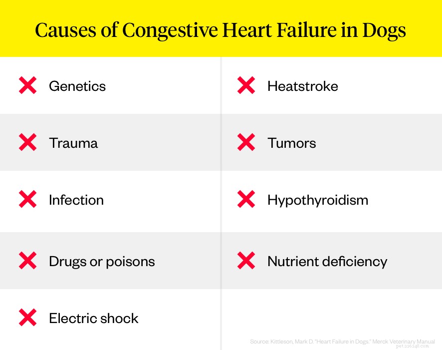 Understanding Congestive Heart Failure in Dogs: Causes, Symptoms, and Treatment