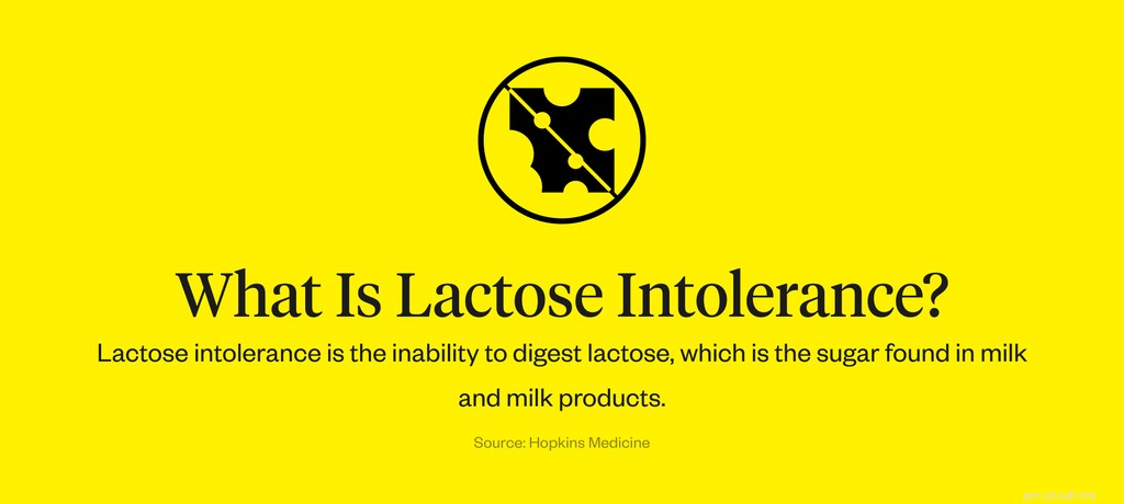 Can Dogs Safely Drink Milk? A Vet’s Guide to Dairy Safety