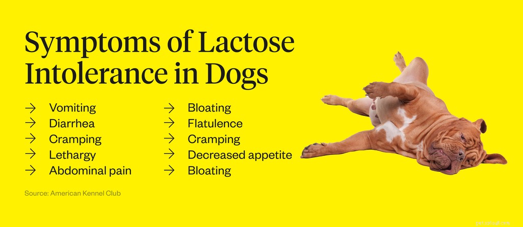 Can Dogs Safely Drink Milk? A Vet’s Guide to Dairy Safety