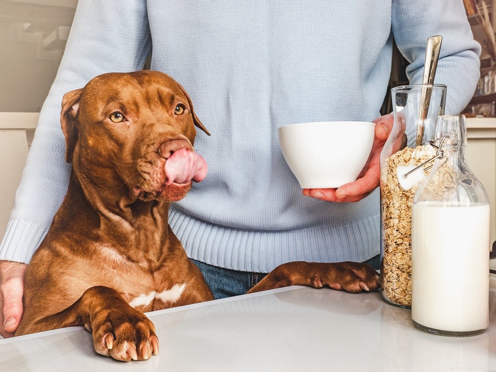 Can Dogs Safely Drink Milk? A Vet’s Guide to Dairy Safety