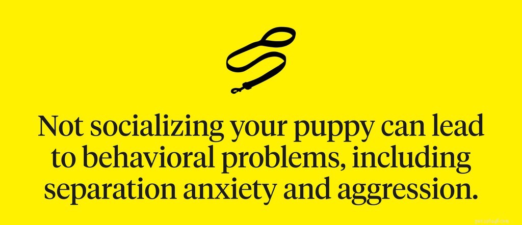 Puppy Socialization Made Easy: The Complete Guide for a Confident, Well-Behaved Dog