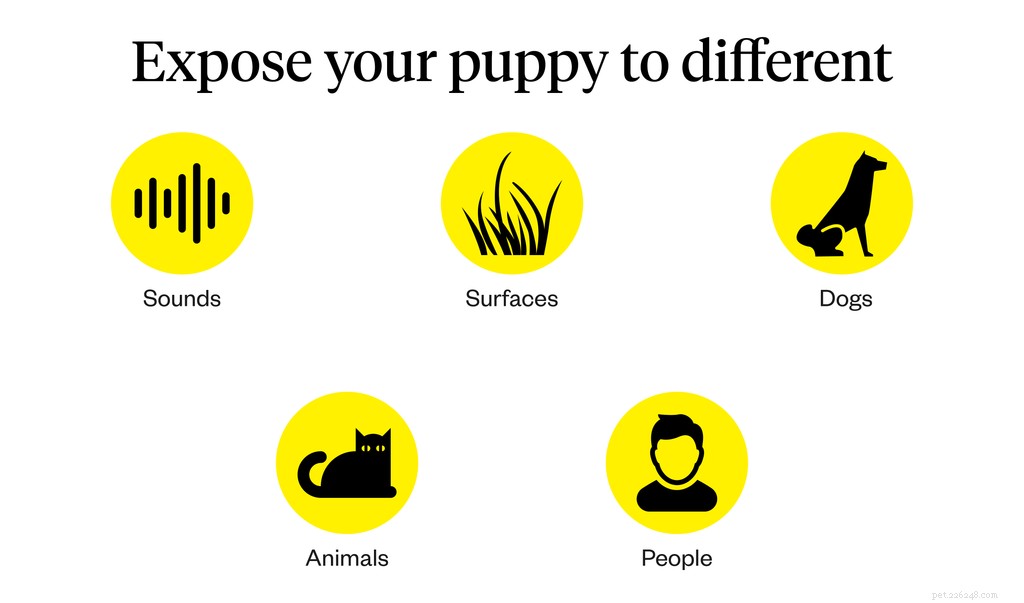 Puppy Socialization Made Easy: The Complete Guide for a Confident, Well-Behaved Dog