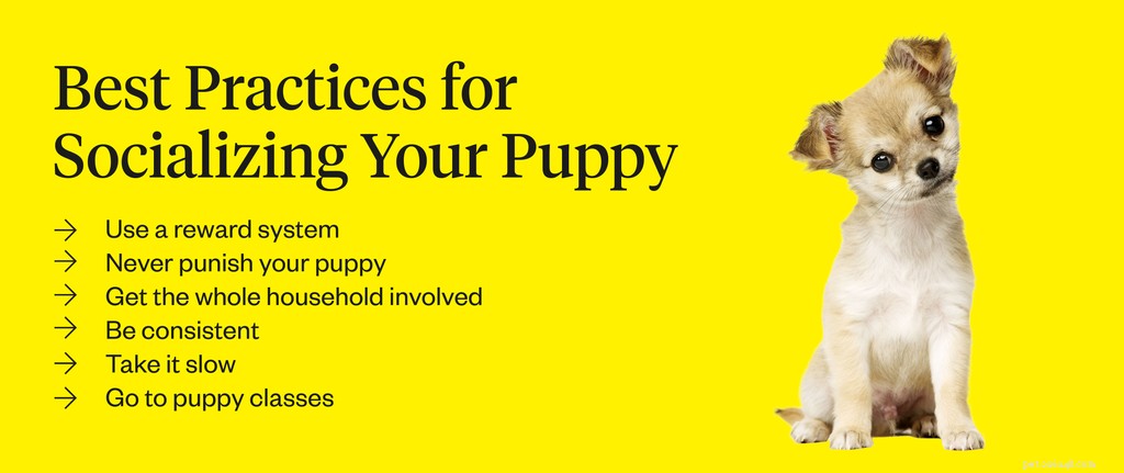 Puppy Socialization Made Easy: The Complete Guide for a Confident, Well-Behaved Dog