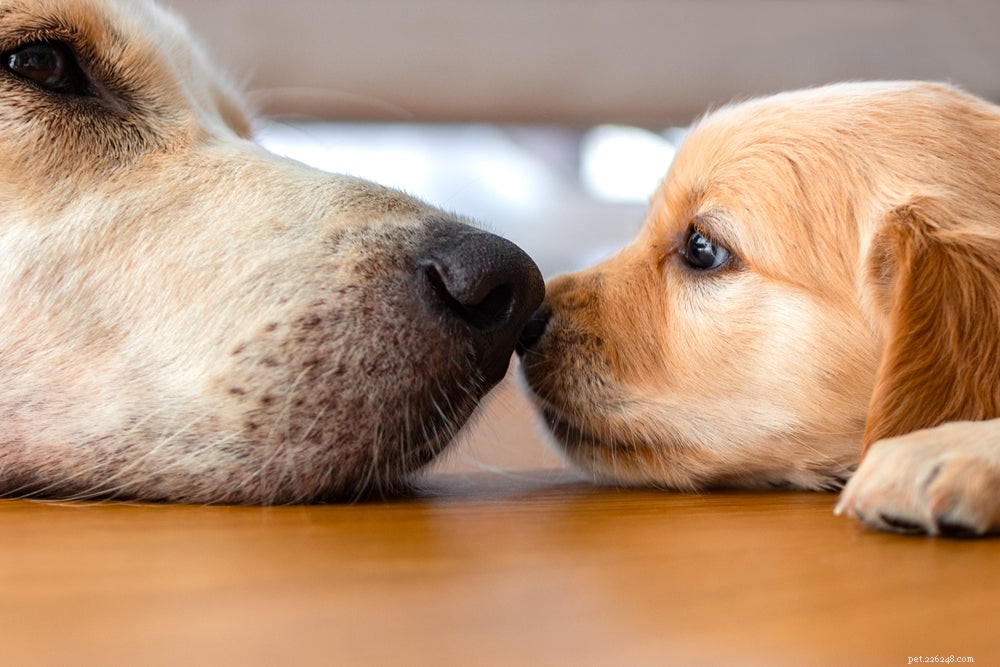 Puppy Socialization Made Easy: The Complete Guide for a Confident, Well-Behaved Dog