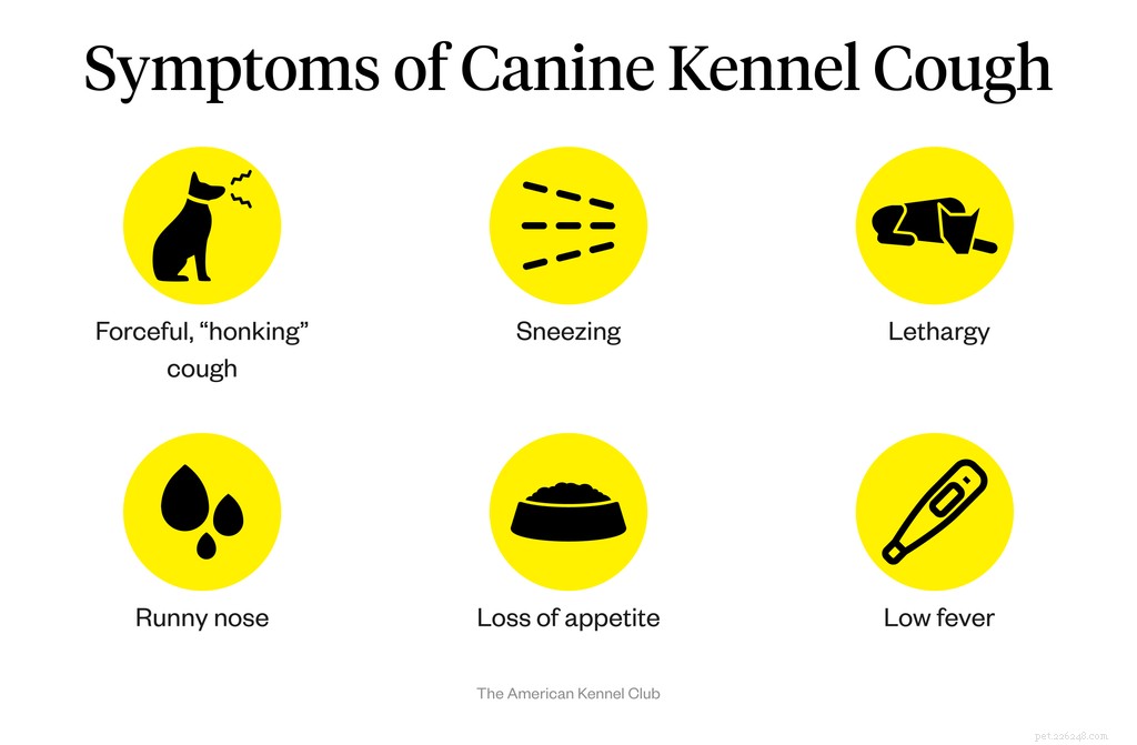 Recognizing Kennel Cough Symptoms in Dogs: Quick Guide for Owners