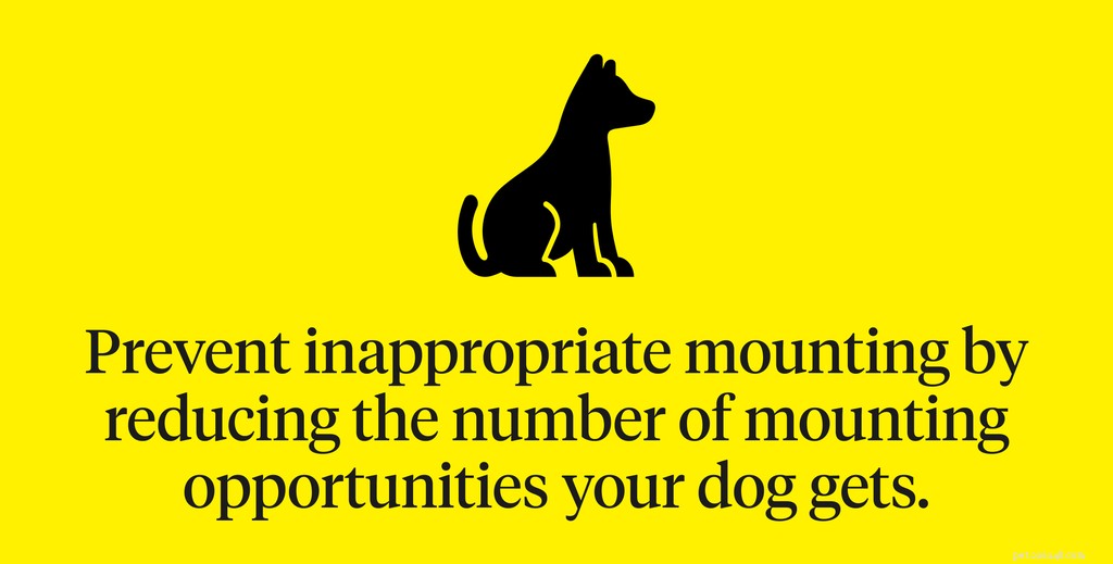 Understanding Why Dogs Hump People: Causes, Concerns, and Solutions