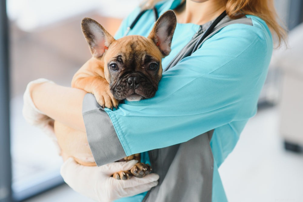 Understanding Why Dogs Hump People: Causes, Concerns, and Solutions