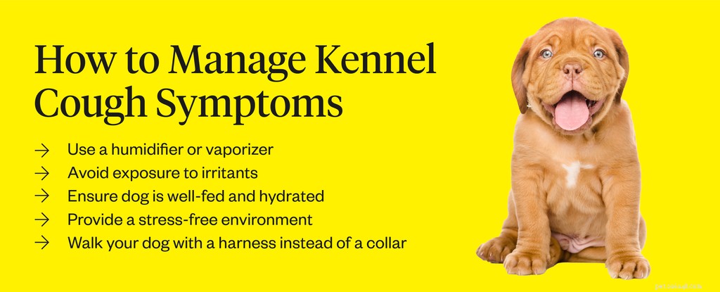 Recognizing Kennel Cough Symptoms in Dogs: Quick Guide for Owners