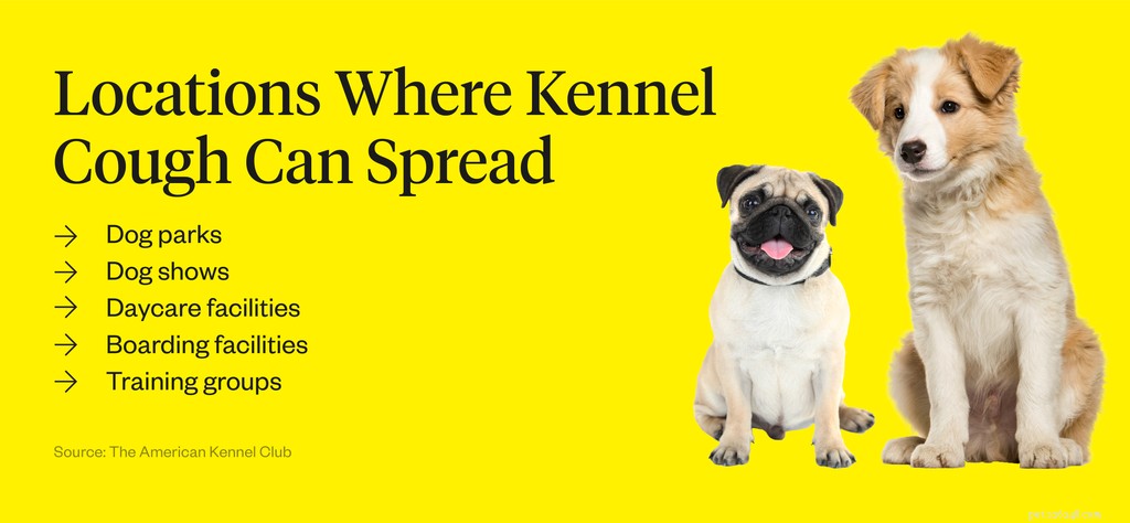 Recognizing Kennel Cough Symptoms in Dogs: Quick Guide for Owners