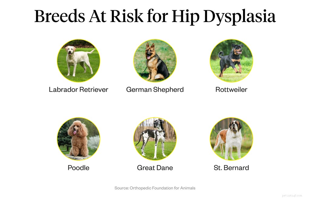 Understanding Hip Dysplasia in Dogs: Causes, Symptoms, and Early Treatment