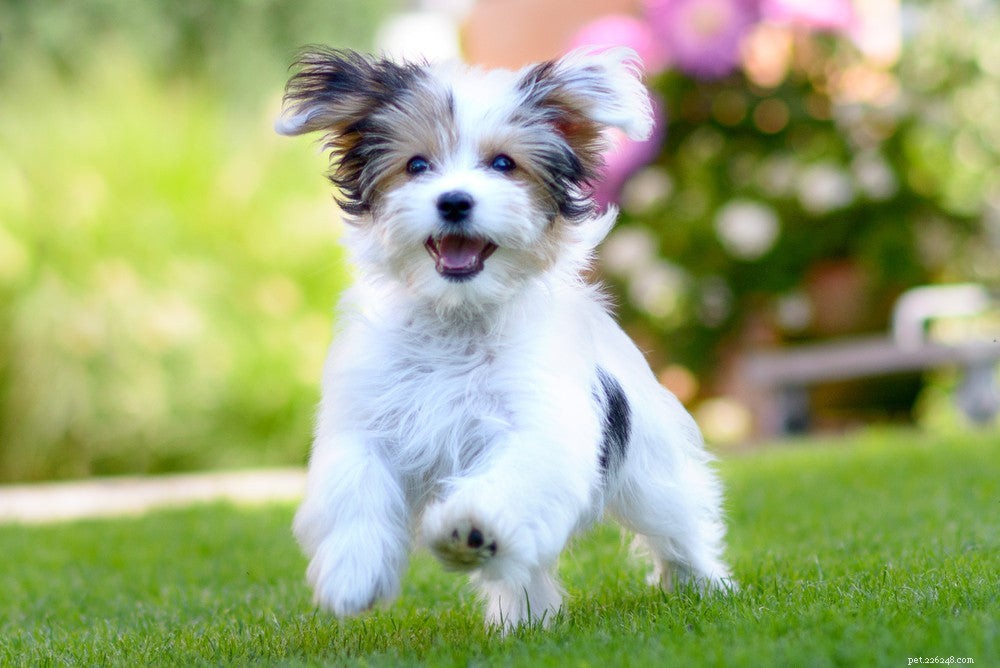Understanding Hip Dysplasia in Dogs: Causes, Symptoms, and Early Treatment