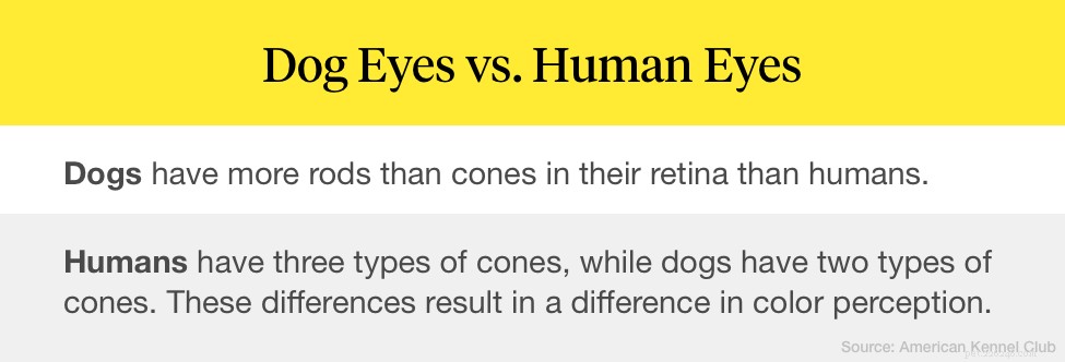 Do Dogs See Color? Debunking the Myth of Complete Color Blindness