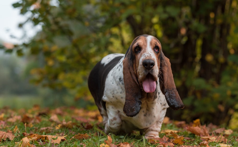 Do Dogs See Color? Debunking the Myth of Complete Color Blindness