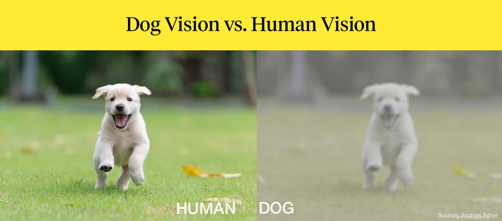 Do Dogs See Color? Debunking the Myth of Complete Color Blindness