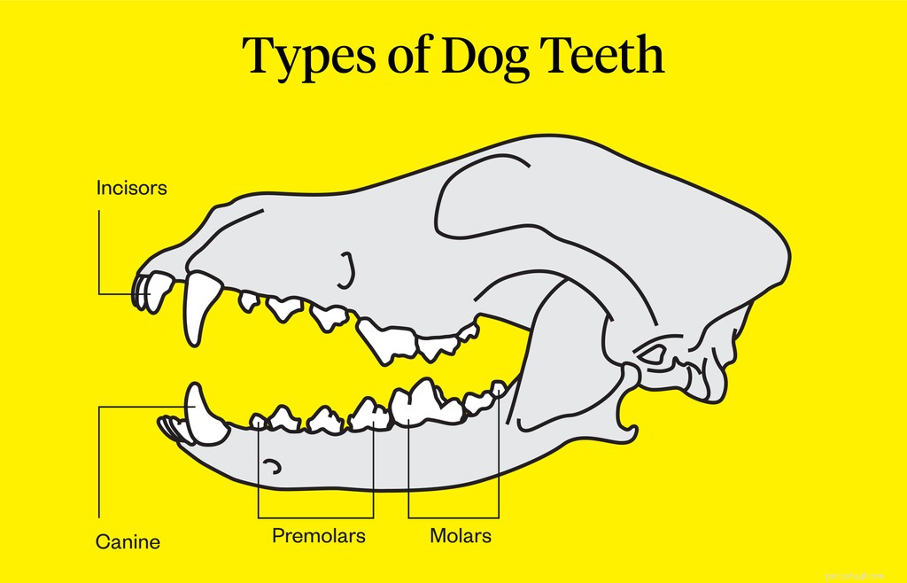 When Do Puppies Lose Their Teeth? A Guide to Dental Development