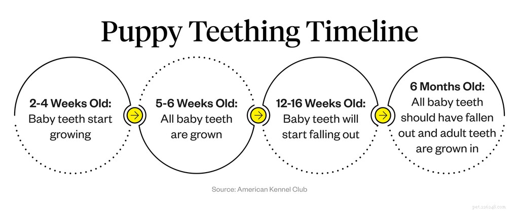 When Do Puppies Lose Their Teeth? A Guide to Dental Development