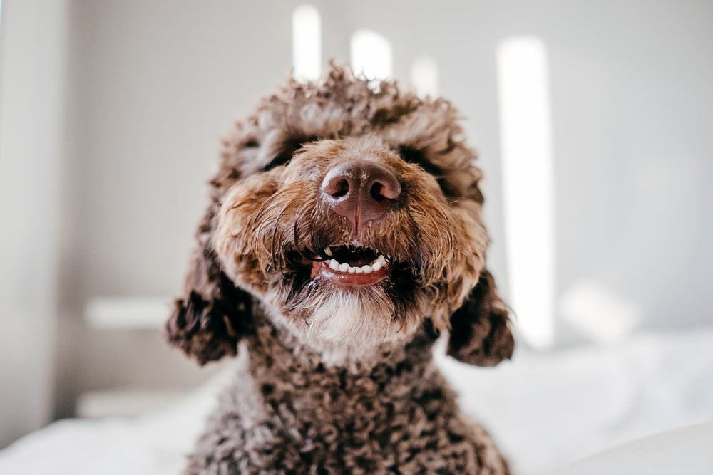 When Do Puppies Lose Their Teeth? A Guide to Dental Development