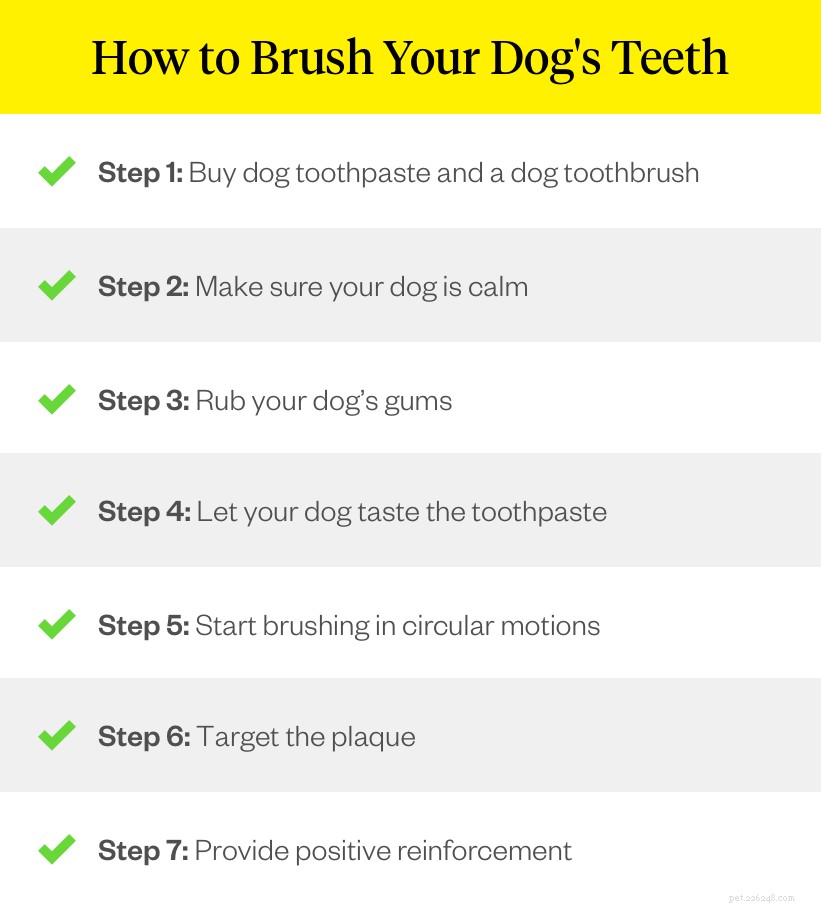 When Do Puppies Lose Their Teeth? A Guide to Dental Development