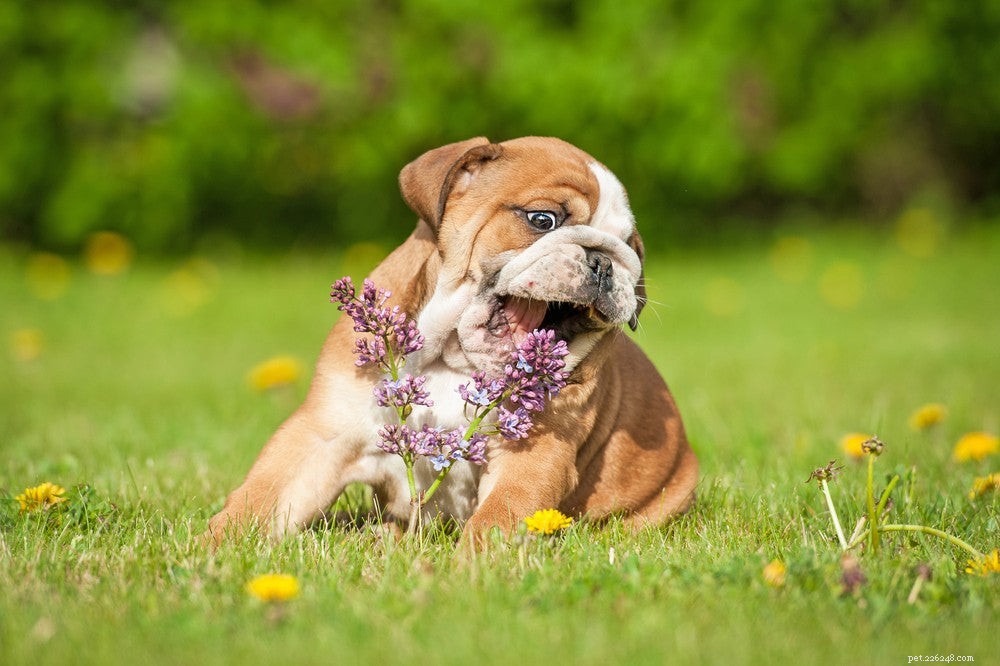 What to Do When Your Dog Has Diarrhea: A Comprehensive Guide for Owners