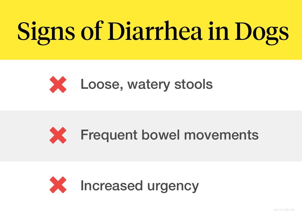 What to Do When Your Dog Has Diarrhea: A Comprehensive Guide for Owners