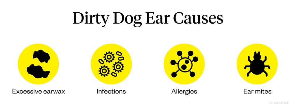 Common Causes of Dirty Dog Ears and How to Keep Them Clean