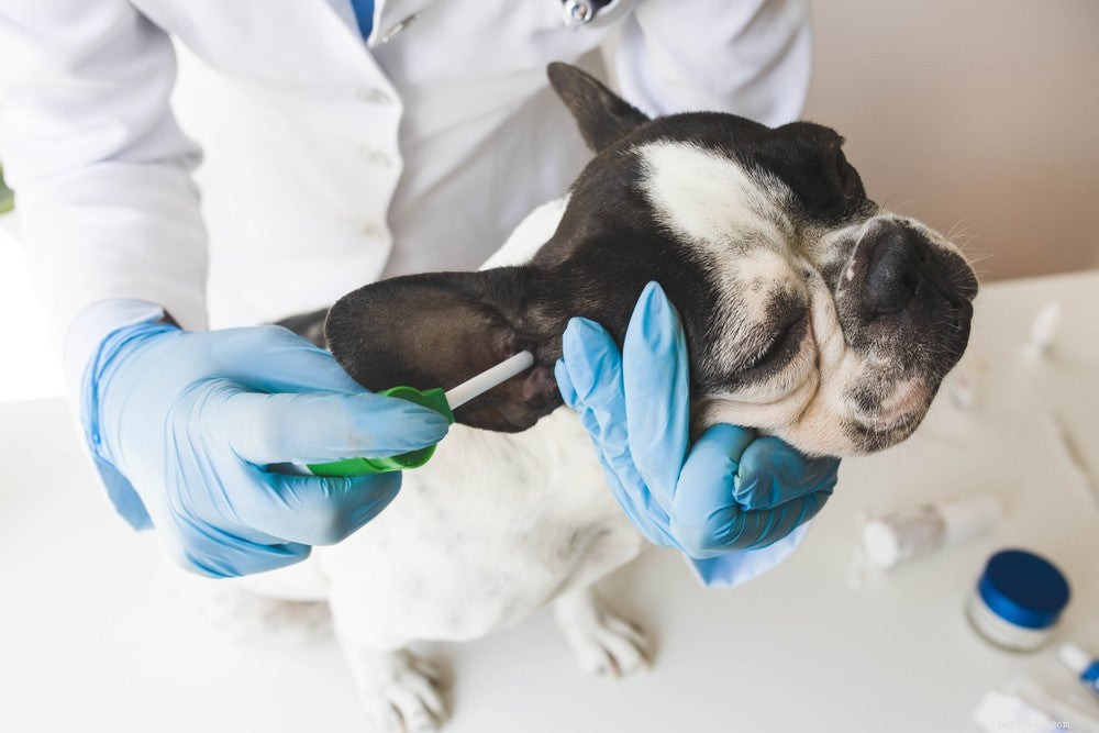 Common Causes of Dirty Dog Ears and How to Keep Them Clean