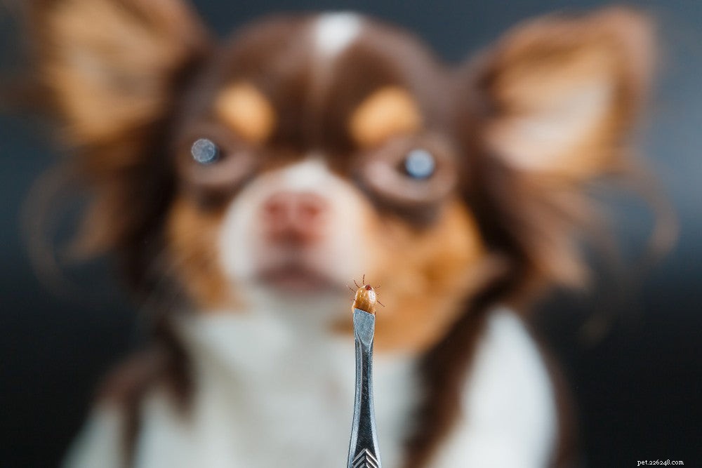 Protecting Your Dog from Lyme Disease: Prevention, Symptoms, and Treatment