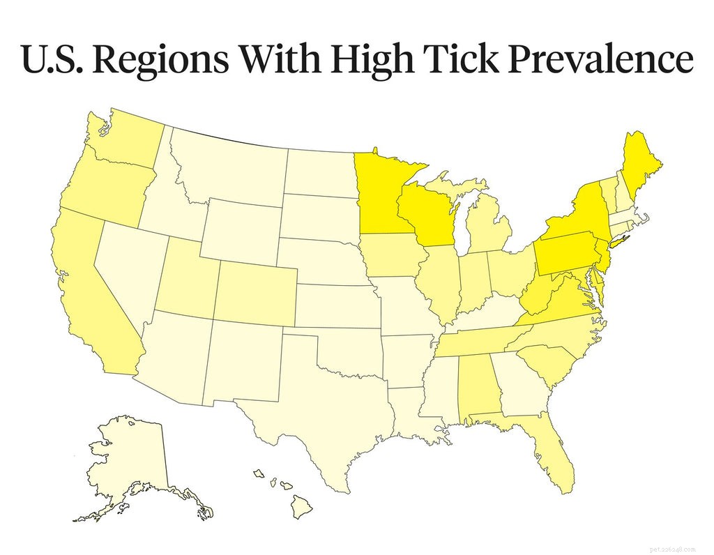 Protecting Your Dog from Lyme Disease: Prevention, Symptoms, and Treatment