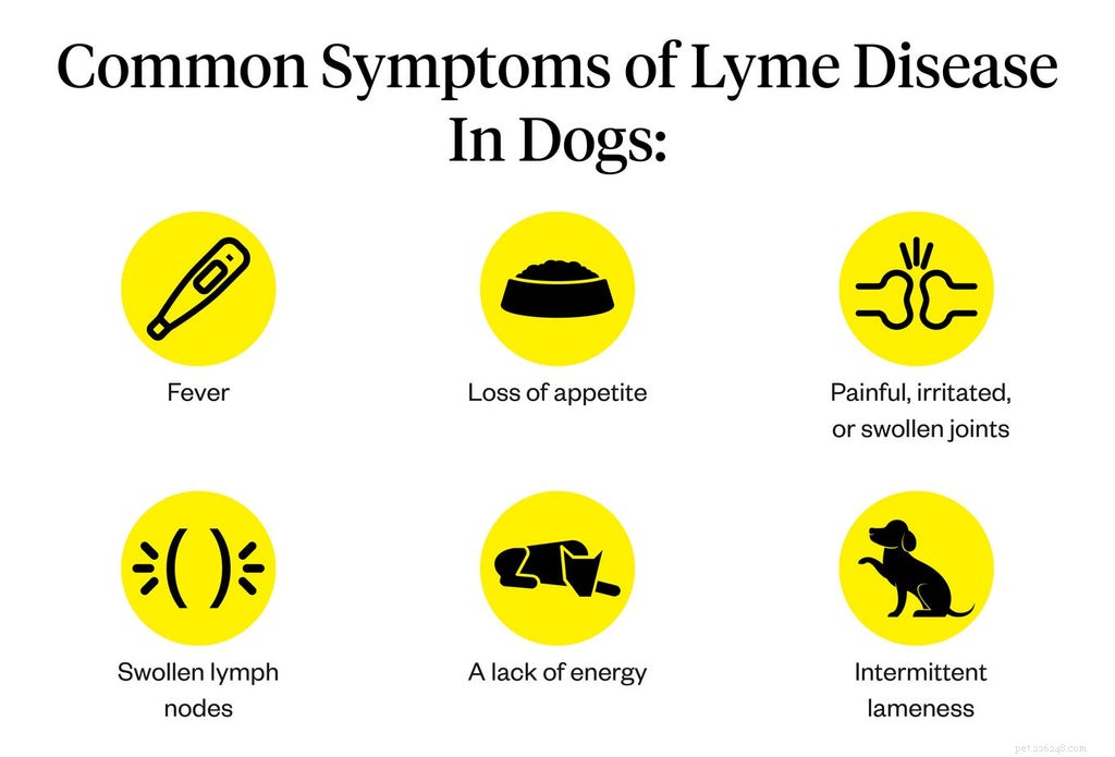 Protecting Your Dog from Lyme Disease: Prevention, Symptoms, and Treatment