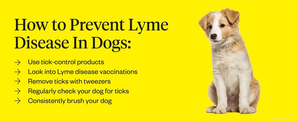 Protecting Your Dog from Lyme Disease: Prevention, Symptoms, and Treatment
