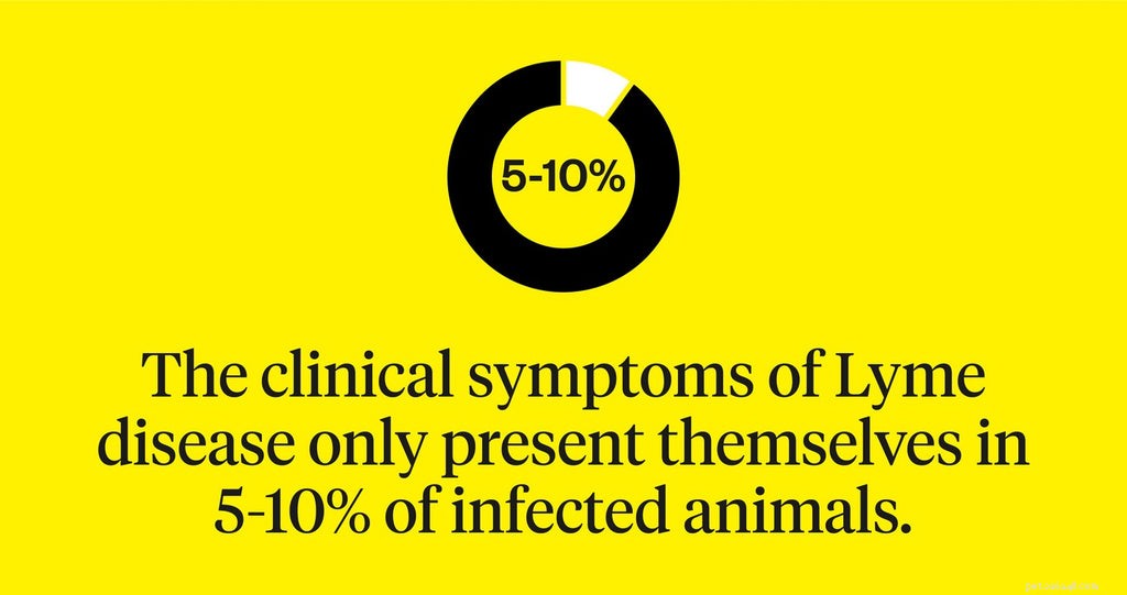Protecting Your Dog from Lyme Disease: Prevention, Symptoms, and Treatment
