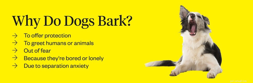 Top Proven Deterrents to Stop Excessive Dog Barking
