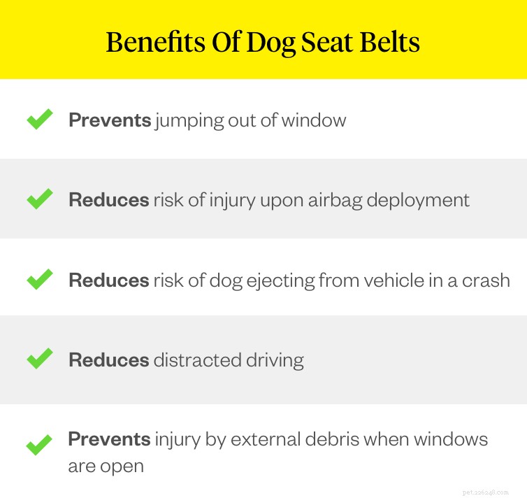 Dog Seat Belts: Essential Guide to Protecting Your Pet in the Car