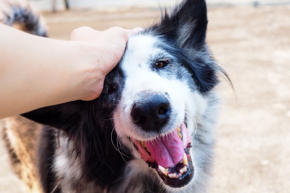 Understanding Why Your Dog Stares at You: A Guide to Canine Communication